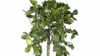 Zitronenbaum
