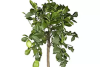 Zitronenbaum