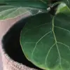 großes Blatt einer Hauspflanze