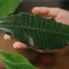 grünes Blatt einer Pflanze mit leichten Wassertropfen