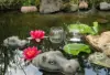 Dekoration im Wasser
