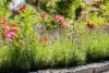 Lavendel und ander blühende Pflnazen in einem Beet