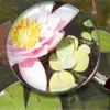 Analyse der Wasserqualität