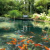 großer Fischteich mit Kois