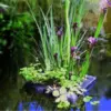 Teichblume schwimmend im Wasser