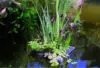 Teichblume schwimmend im Wasser